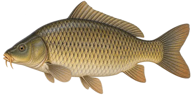 Kapr obecný (Cyprinus carpio) – Vědecká ilustrace kapra obecného.