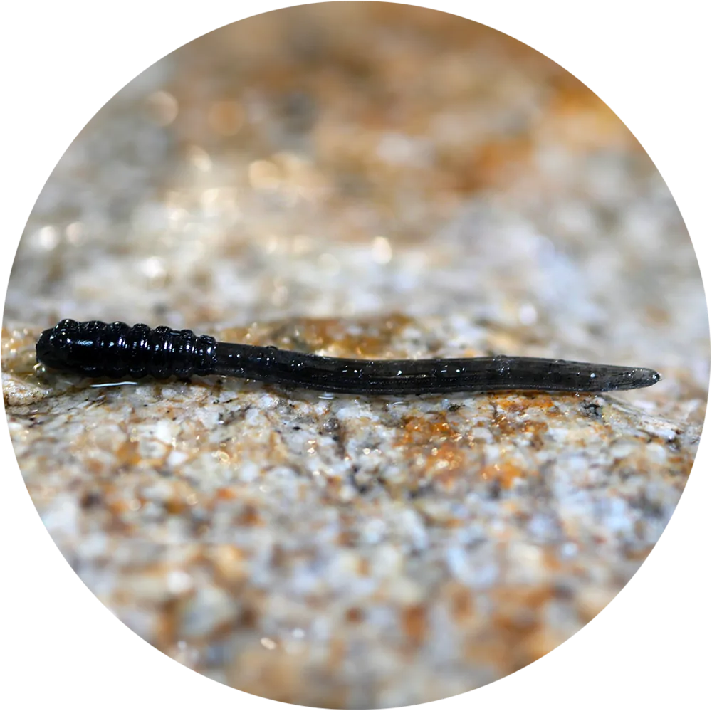 Redbass gumová nástraha micro tail dark black - xs 35 mm