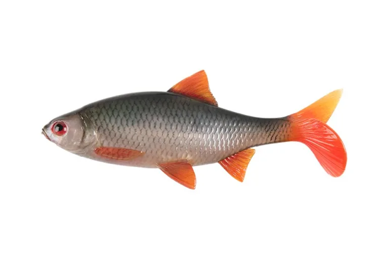 Fox Rage Gumová nástraha Ultra Natural Roach - 14cm 29g