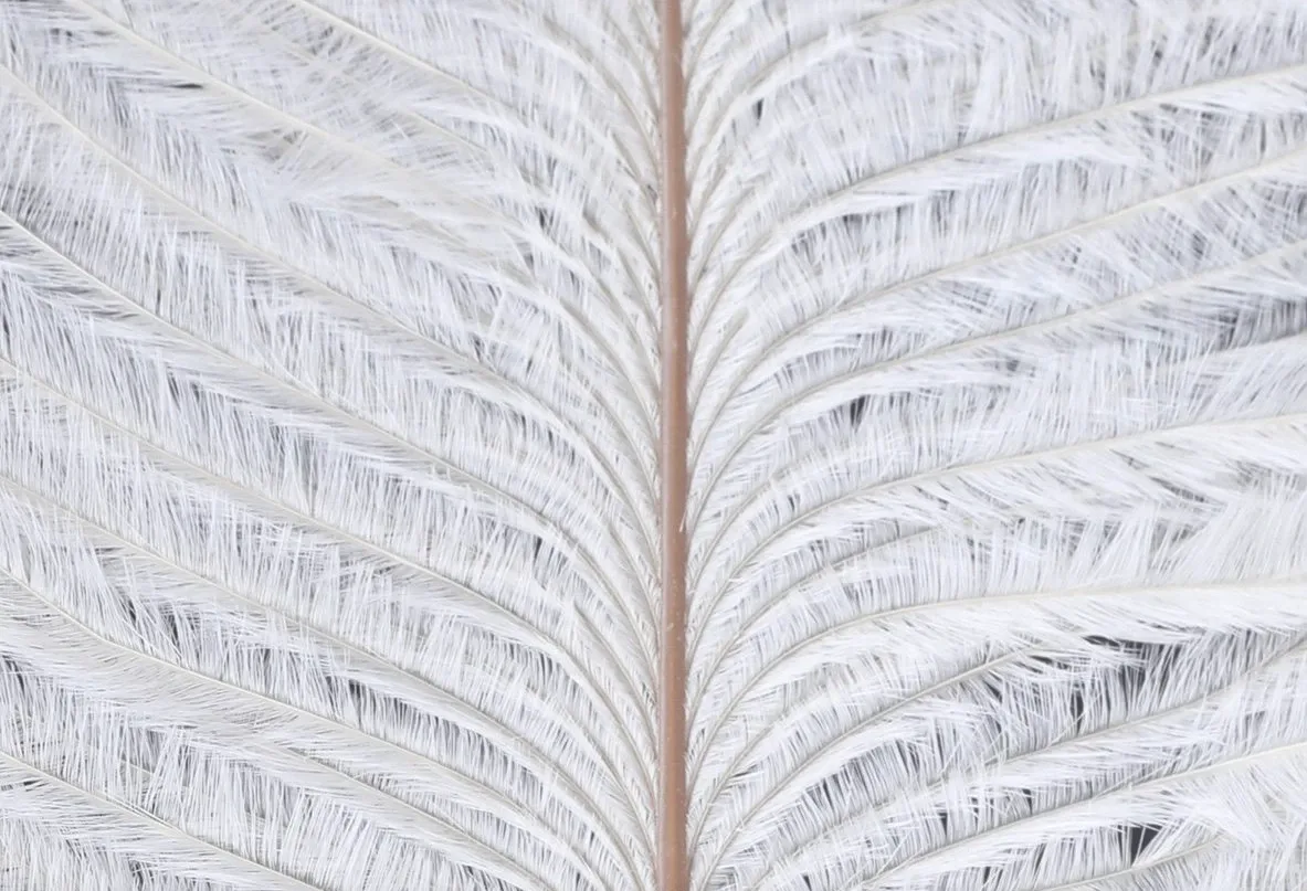 Veniard Pštrosí Peří Ostrich Herl White
