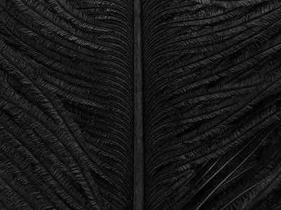 Veniard Pštrosí Peří Ostrich Herl Black